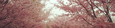 Olbrich Botanical Gardens