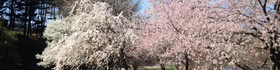 Arnold Arboretum