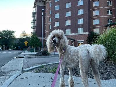 Drury Inn & Suites Flagstaff