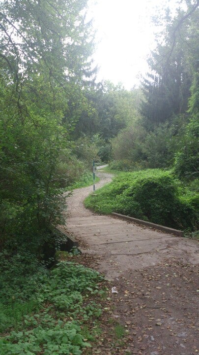 forest