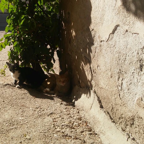 SİTE ÇAY OCAĞI