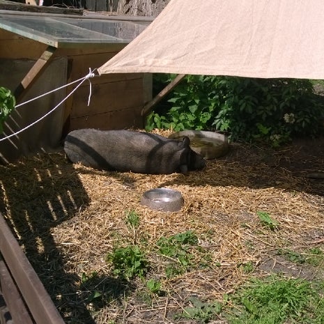 Gemüse vom Landerzeuger