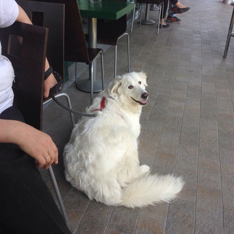 Caffè della Rotonda