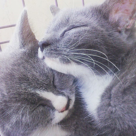 Saung Alam Flora (Saflor)