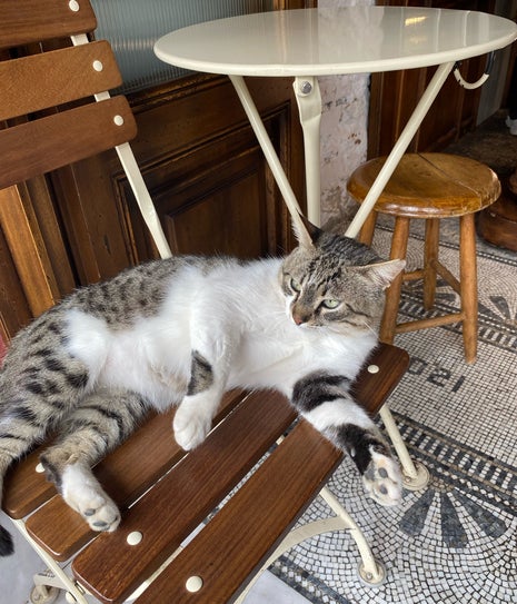 Altkat Coffee Co.