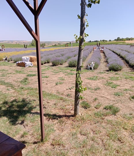 Lavanta Bahçesi - Çilek Kafe