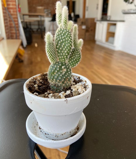 Queen City Coffee Collective