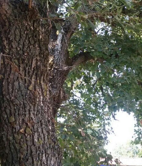 Esece Park