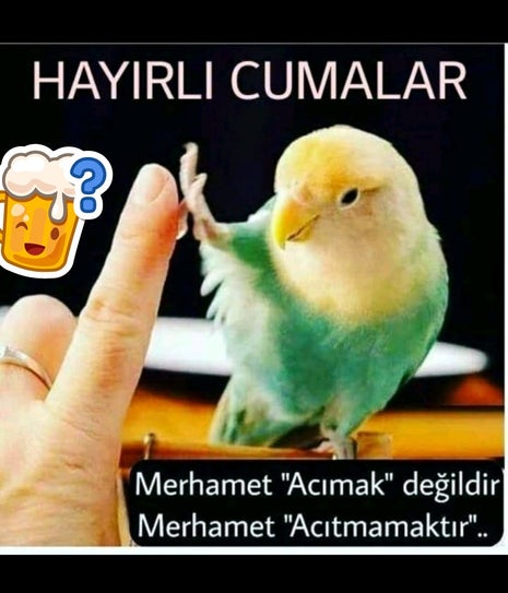 NİDABUCKS