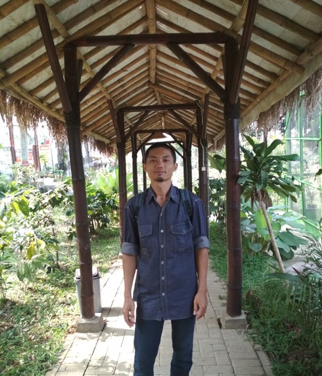 Kopi Luwak Cikole Lawang