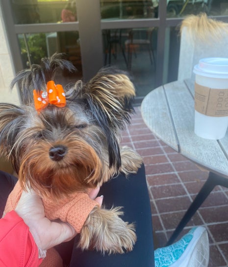 Vicinity (starbucks)