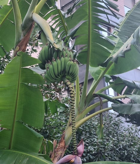 Kronotrop Caddebostan Grove