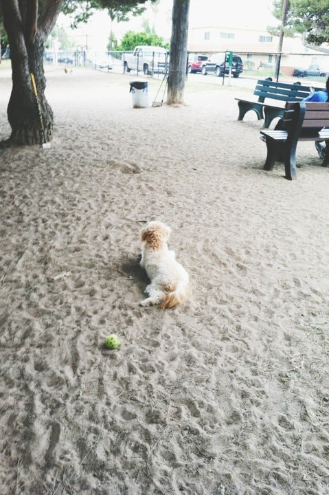 photo of El Segundo Dog Park