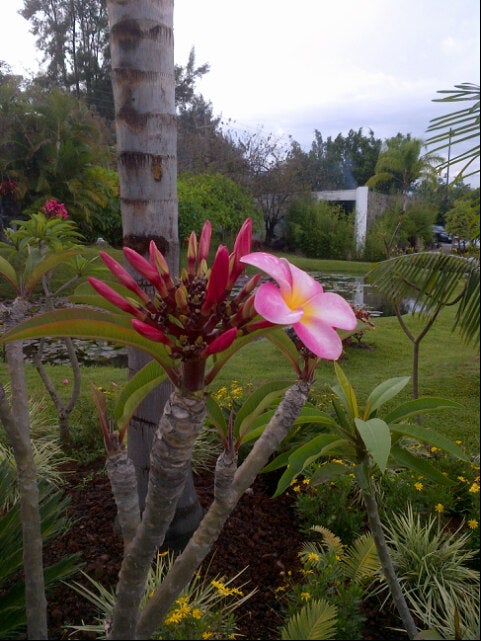 garden