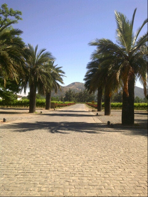 vineyard
