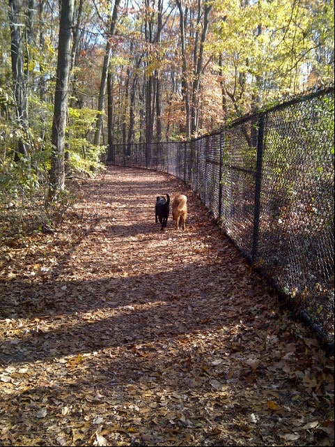 dog-run