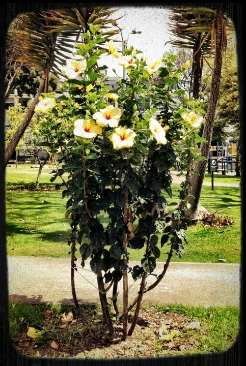 park