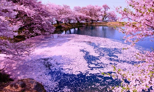 四国の桜スポット Cherryblossom In Shikoku 50 Rekomendasi Tempat Terbaru Dan Terpopuler