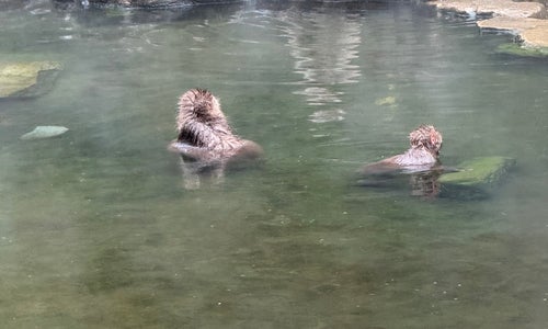 地獄谷野猿公苑の写真