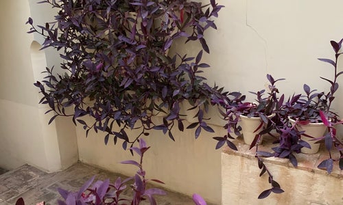 Las Casas De La Juderia Hotel Cordoba