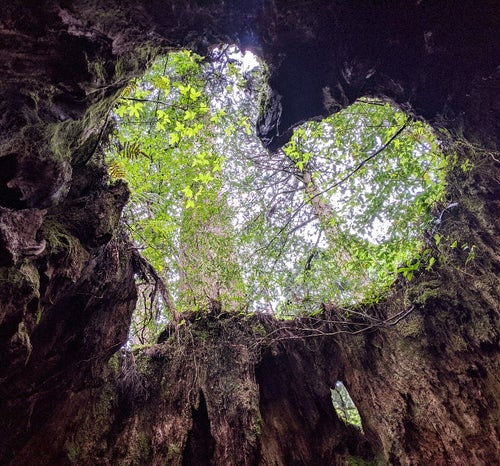 森の鼓動に耳を澄ます。世界遺産「屋久島」で自然の偉大さを体感する旅 
