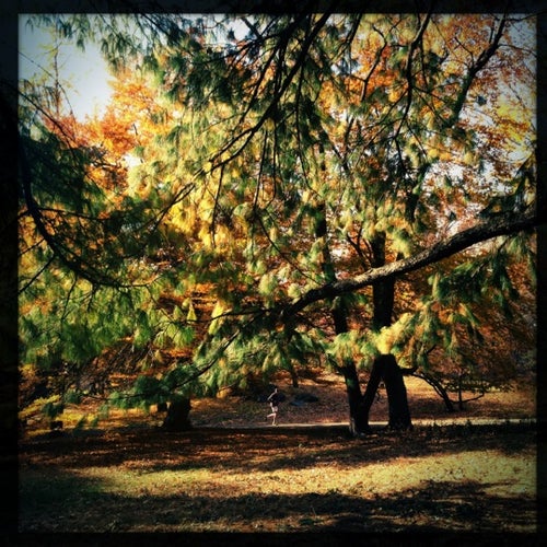 Arthur Ross Pinetum