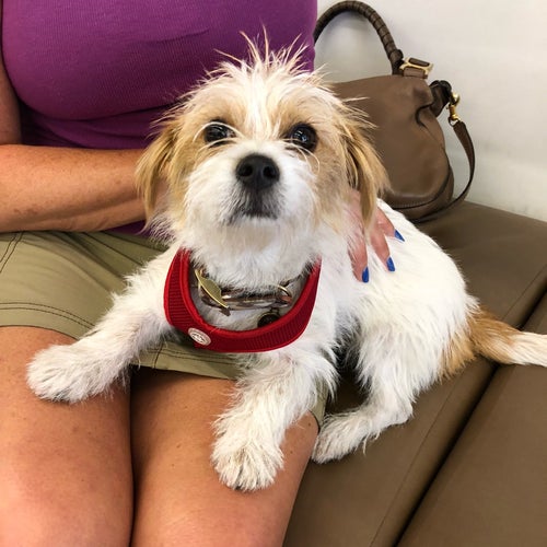 VCA West Los Angeles Animal Hospital