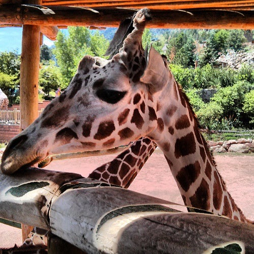 Cheyenne Mountain Zoo 4250 Cheyenne Mountain Zoo Rd Colorado Springs