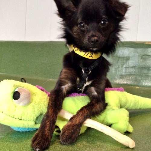NKLA Pet Adoption Center