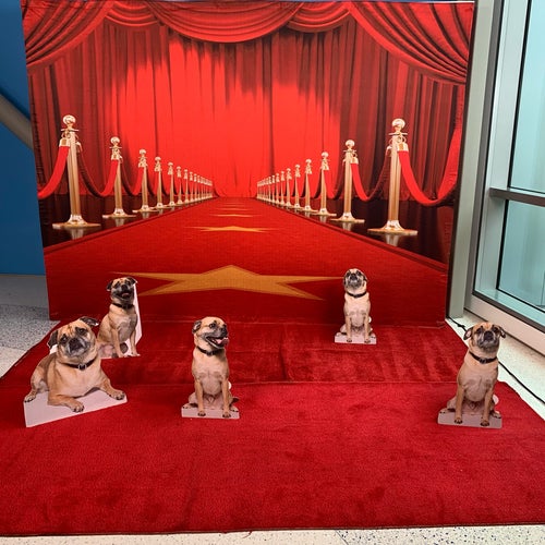 Annenberg PetSpace