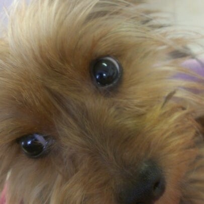 Ani-Care Animal Hospital
