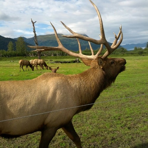 Alaska Wildlife Conservation Center