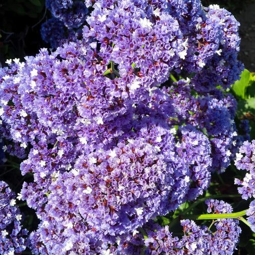 Gelato Vero Caffe 3753 India St San Diego