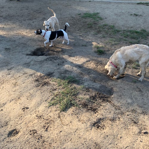 Westwoof Dog Park