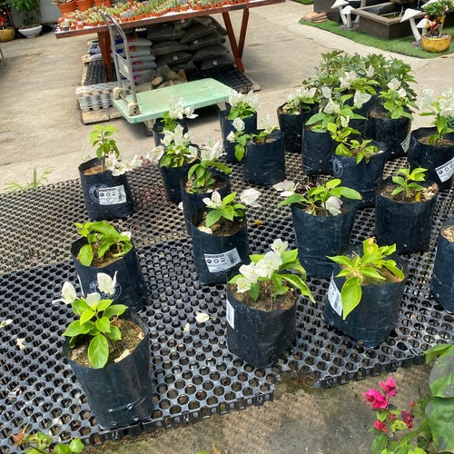 Nursery Sg Buloh Bandar Baru Sungai Buloh Sungai Buloh