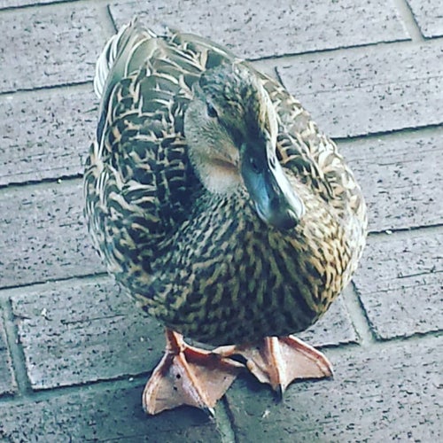 Pickles Plus Deli 2530 N McMullen Booth Rd Clearwater