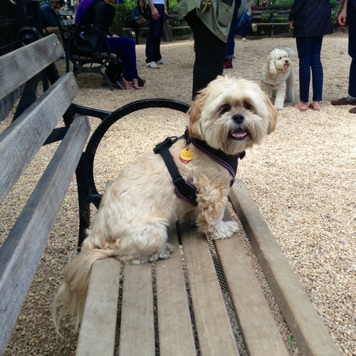 Union Square Dog Run Union Square Park New York