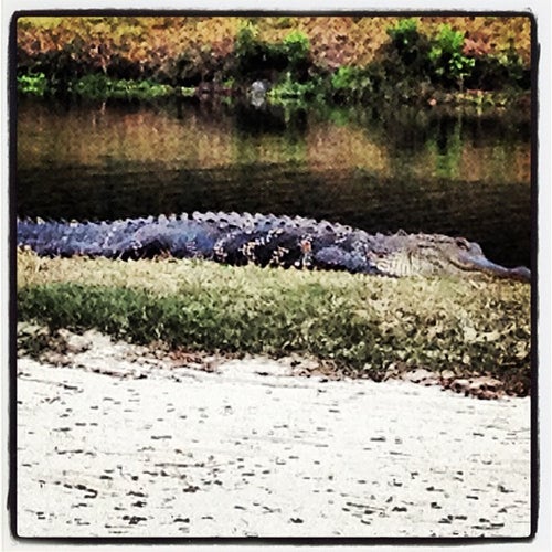 The Sea Pines Resort