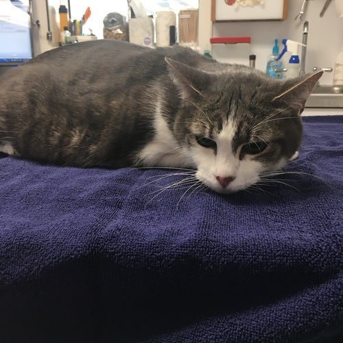 Issaquah Veterinary Hospital