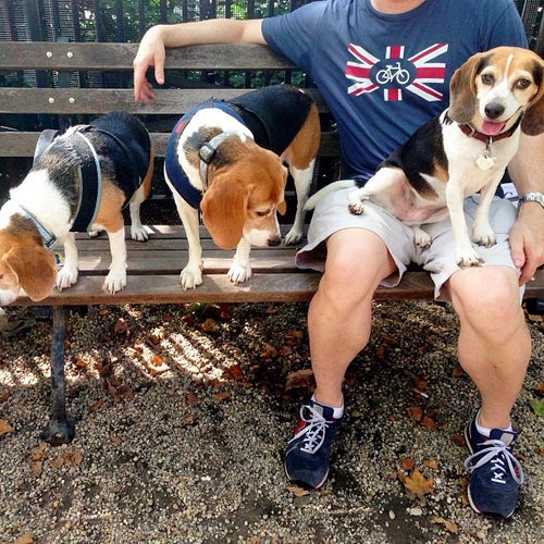 Jemmy's Dog Run Madison Square Park New York