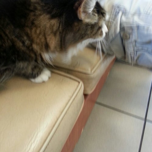 Miami Animal Hospital