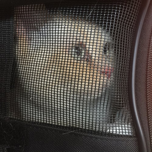 Urban Pet Hospital