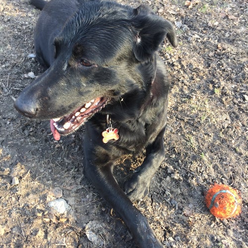 Horner Park Dog Park