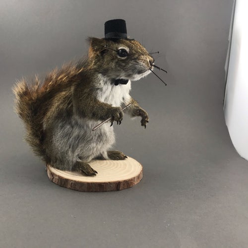 Brooklyn Taxidermy