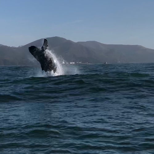 San Francisco Whale Tours