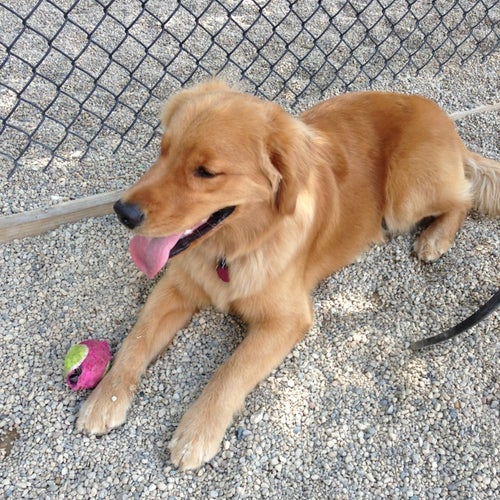 Larrabee Dog Park