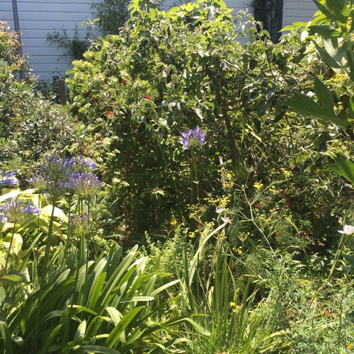 Howard Langton Community Garden