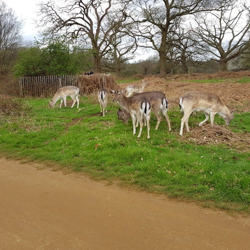 Ham Gate Richmond Park