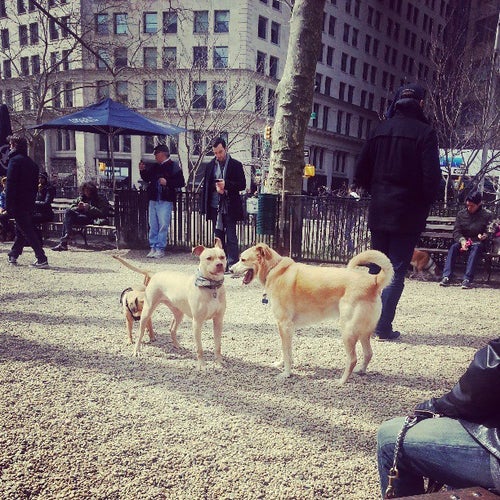 Jemmy's Dog Run Madison Square Park New York