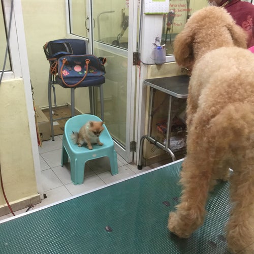 Fun Bubbles Pets Saloon Jalan Radin Bagus Kuala Lumpur